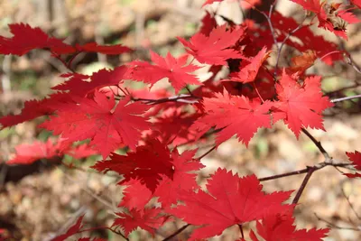 Купить семена Клён ложнозибольдов. Acer pseudosieboldianum | Семена и  саженцы Анатолия Орлова