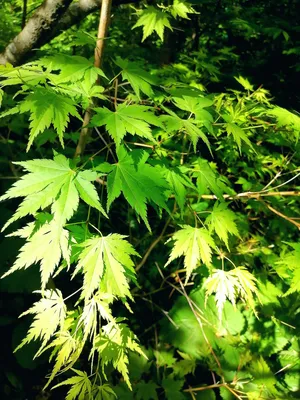 Фотография Клён ложнозибольдов (Acer pseudosieboldianum) | Фотобанк  ГеоФото/GeoPhoto | GetImages Group