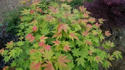 Клен ложнозибольдов (Acer pseudosieboldianum) - Питомник и Садовый центр  Русские Деревья