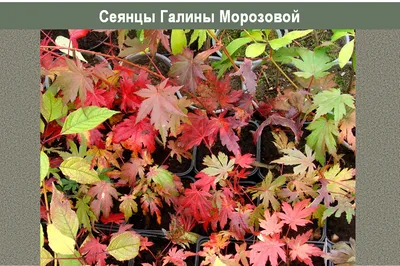Листья кленов. 1. Клён Майра (Acer mayrii) 2. Клен полевой (Acer campestre)  3. Клен.. | Лесосад | ВКонтакте