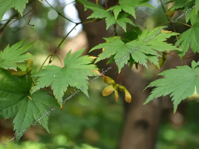 Фотография Клен ложнозибольдов (Acer pseudosieboldianum) Уссурийская осень,  Уссурийский край, Россия. Октябрь 2006 | Фотобанк ГеоФото/GeoPhoto |  GetImages Group