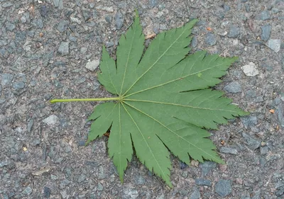 Клен ложнозибольдов (Acer pseudosieboldianum) - Питомник и Садовый центр  Русские Деревья
