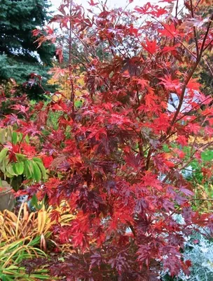 Клён ложнозибольдов (Acer pseudosieboldianum)