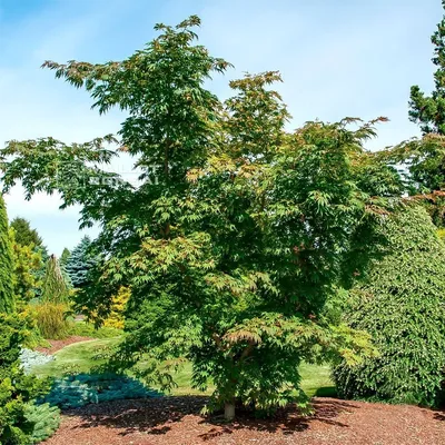 Клен ложнозибольдов (Acer pseudosieboldianum) - Питомник и Садовый центр  Русские Деревья