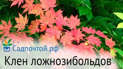 Клен ложнозибольдов: три деревца нашего сада в этом году | Сад под  Петербургом | Дзен