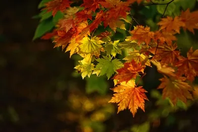 Клён ложнозибольдов (Acer pseudosieboldianum)