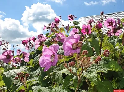 МАЛИНА ДУШИСТАЯ (Rubus odoratus) - СУМАХ, КУСТАРНИКИ - КАТАЛОГ -  калейдоскопцветов.рф