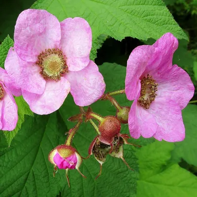 Малиноклён (лат. Rubus odoratus) или Малина душистая! | Terra Green 🌱 |  Дзен