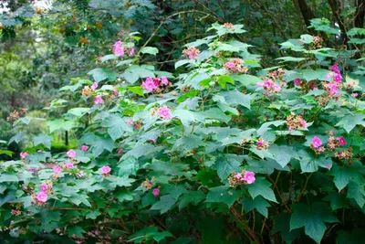Малина душистая или малина-клен, Rubus odoratus