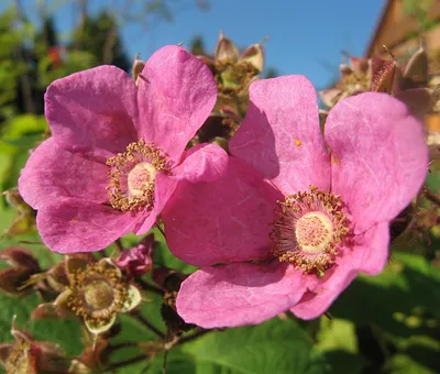 Малина душистая, малино-клен – Rubus odoratus L. (2) — Мегаэнциклопедия  Кирилла и Мефодия — медиаобъект
