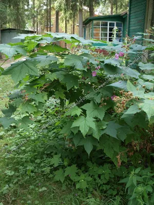МАЛИНА ДУШИСТАЯ (Rubus odoratus) - СУМАХ, КУСТАРНИКИ - КАТАЛОГ -  калейдоскопцветов.рф