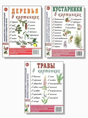 Малиноклён (лат. Rubus odoratus) или Малина душистая! | Terra Green 🌱 |  Дзен