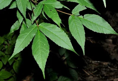 Клен маньчжурский (Acer mandshuricum) купить по цене цена по запросу от  питомника саженцев и растений Центросад | Фото и консультация по уходу