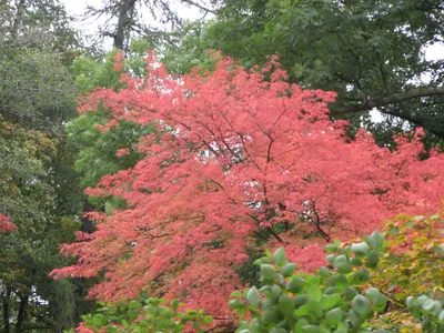 Семена Клён маньчжурский (Acer mandshuricum), 10 штук купить товары для  сада и огорода с быстрой доставкой на Яндекс Маркете