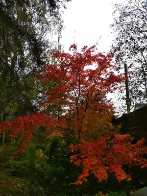Acer mandshuricum - Image of an specimen - Plantarium