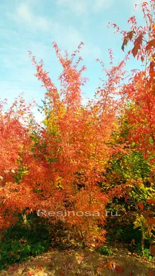 Клен маньчжурский (Acer mandshuricum) купить по цене цена по запросу от  питомника саженцев и растений Центросад | Фото и консультация по уходу