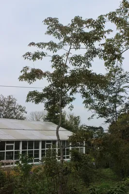 Клен маньчжурский, купить, Acer mandshuricum, заказать почтой, доставка,  Деревья лиственные в контейнерах Купить растения в Ростове-на-Дону,  Интернет-магазин, питомник растений, хвойные и лиственные, уличные,  плодовые и декоративные деревья и ...