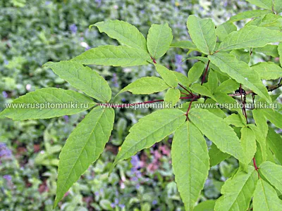 Коллекционный объект БСИ ДВО РАН: Acer mandschuricum (клен маньчжурский)