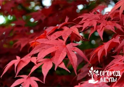 MW0111394, Acer mandshuricum (Клен маньчжурский), specimen