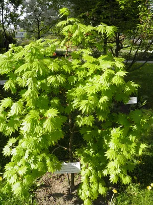 Клен маньчжурский (много фото) - treepics.ru