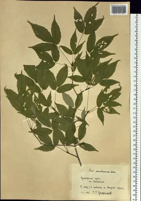 Juglans mandshurica|landshaft.info