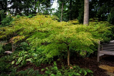 MW0111390, Acer mandshuricum (Клен маньчжурский), specimen