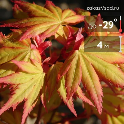 MW0111392, Acer mandshuricum (Клен маньчжурский), specimen