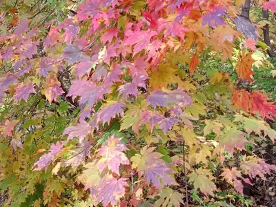 Acer mandshuricum - Image of an specimen - Plantarium