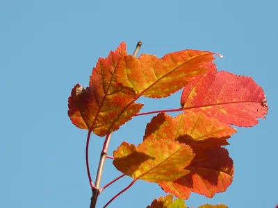 MW0111365, Acer mono (Клен мелколистный), specimen