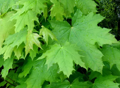 MW0111332, Acer mono (Клен мелколистный), specimen