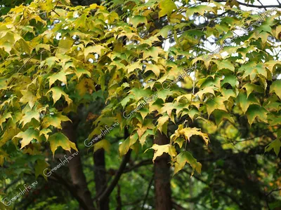 MW0111339, Acer mono (Клен мелколистный), specimen