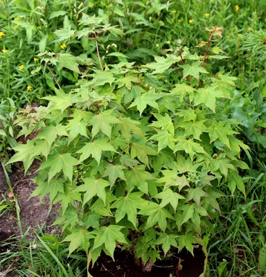 MW0111347, Acer mono (Клен мелколистный), specimen