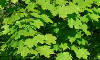 MW0111374, Acer mono (Клен мелколистный), specimen