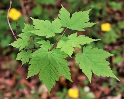 Файл:Acer mono (Flower).jpg — Википедия