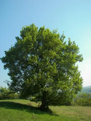 Купить Клен остролистный Глобозум Acer platanoides Globosum - в питомнике  Флорини