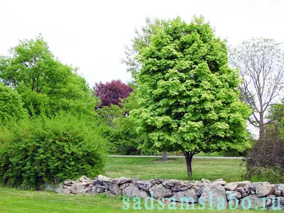 Клен обыкновенный 'Друммонди' (Acer platanoides 'Drummondii')