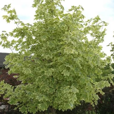 Клен полевой (Acer campestre) - Лиственные растения весна 2024 года -  купить лиственные растения спирея, кизильник, барбарис, лапчатка.