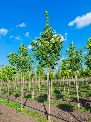 Acer platanoides 'Gurba' – клен обыкновенный (платановидный) 'Gurba'