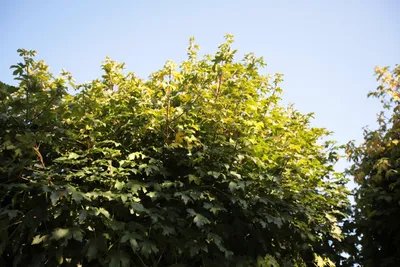 🌳 Победил клён! Такое дерево, как клён остролистный является видом клёна,  который часто встречается на территории Европы.. | ВКонтакте