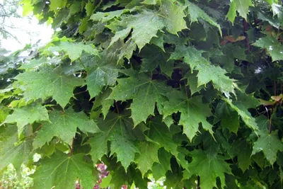 Клен остролистный (Acer platanoides L.)