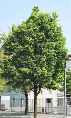 Купить Клен остролистный Друммонди Acer platanoides Drummondii - в  питомнике Флорини
