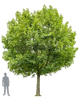 Клён остролистный Роял Ред (Acer platanoides Royal Red) недорого - Зелёная  Гавань