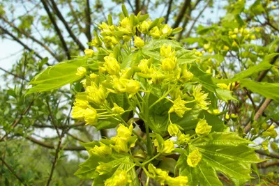 Клен остролистный Голден Глоб (Acer platanoides Golden Globe)