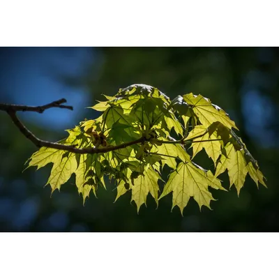 Клен остролистный 'Olmsted' - «Feel Green»