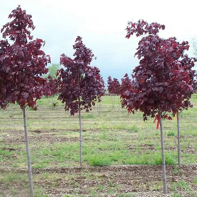 Клен остролистный Глобозум Acer platanoides Globosum