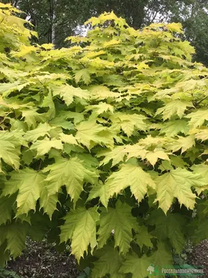 Клен остролистный Голден Глоб (Acer platanoides Golden Globe)