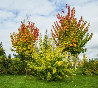 Клен остролистный \"Роял Ред\" (Acer platanoides \"Royal Red\") - Питомник и  Садовый центр Русские Деревья