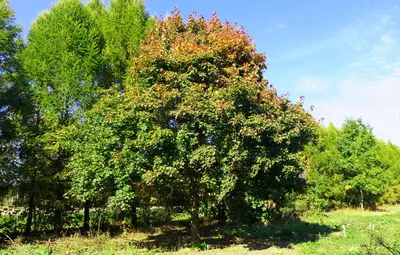 Клен остролистный Глобозум. (Acer platanoides Globosum) С20 ШТАМБ, 70-100см  купить в интернет-магазине ЦВІТСАД с доставкой по Украине