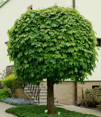Купить Клен остролистный Глобозум Acer platanoides Globosum - в питомнике  Флорини