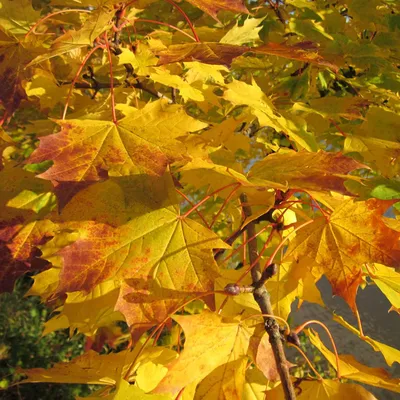 🌱 Клен ясенелистный Variegata по цене от 1800 руб: саженцы, крупномеры -  купить в Москве с доставкой - интернет-магазин Все Сорта
